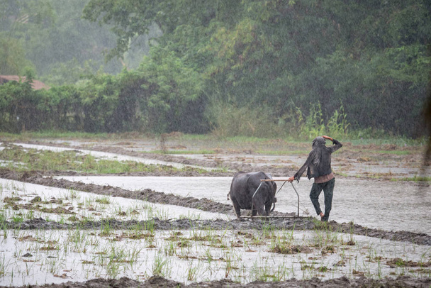 Um agricultor num dia chuvoso, Capas.
 - Foto, Imagem