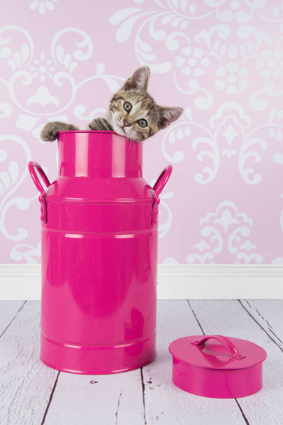 Jeune chaton chat tabby dans une boîte de lait rose dans un cadre de salon avec papier peint baroque rose
 - Photo, image
