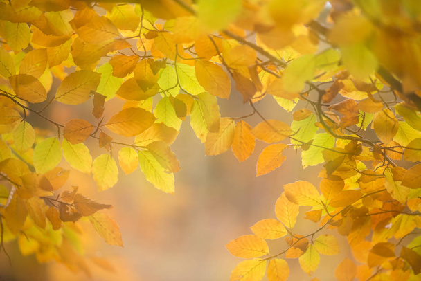 barevné podzimní listí jako pozadí - Fotografie, Obrázek