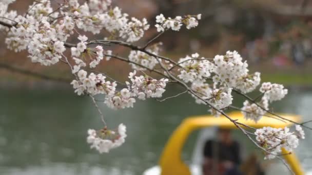 Kirsikankukka. Sen kirsikankukka Japanissa. Kamera: Canon EOS 7D
 - Materiaali, video