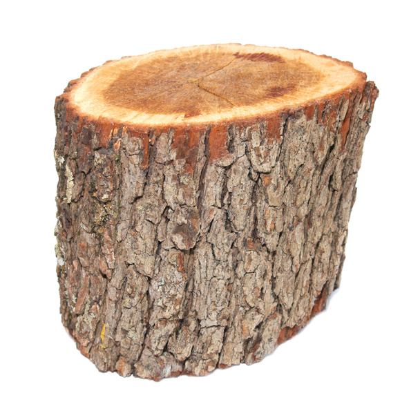 tocón de madera
 - Foto, imagen