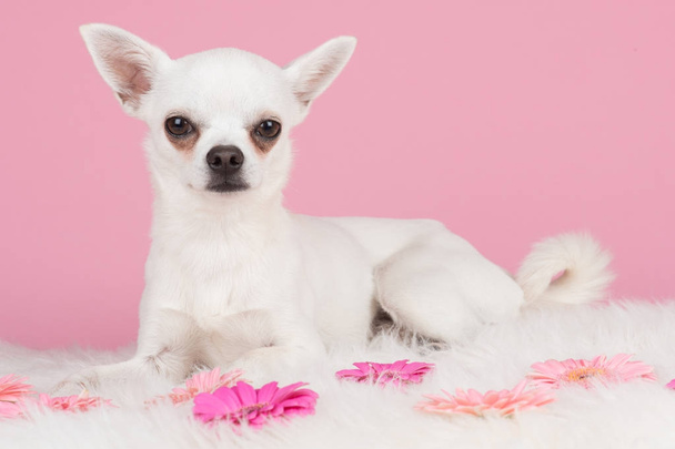 Roztomilé bílé chihuahua psa vleže na růžovém pozadí a růžové květy - Fotografie, Obrázek