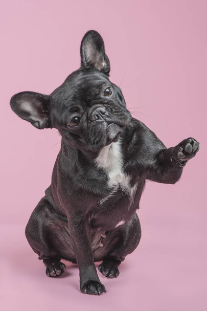 Aranyos francia bulldog emelés a mancsát, így magas öt egy rózsaszín háttér - Fotó, kép