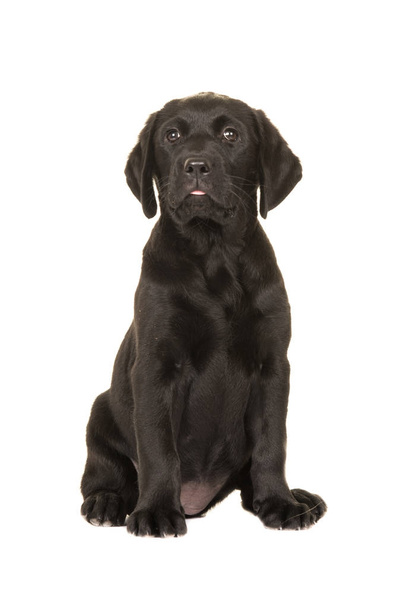 lindo sentado negro labrador cachorro frente a la cámara aislado en un fondo blanco
 - Foto, Imagen