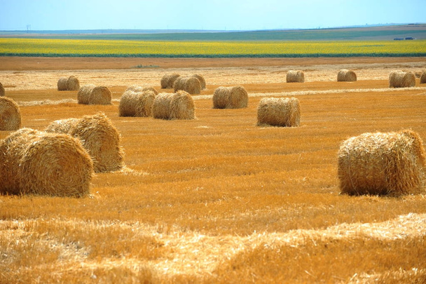 Large round straw bales - Photo, Image