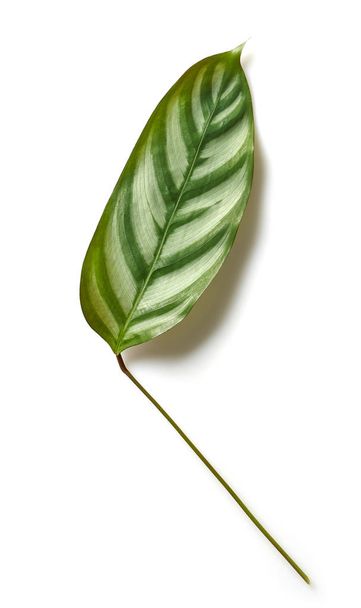 zöld trópusi levél - Fotó, kép