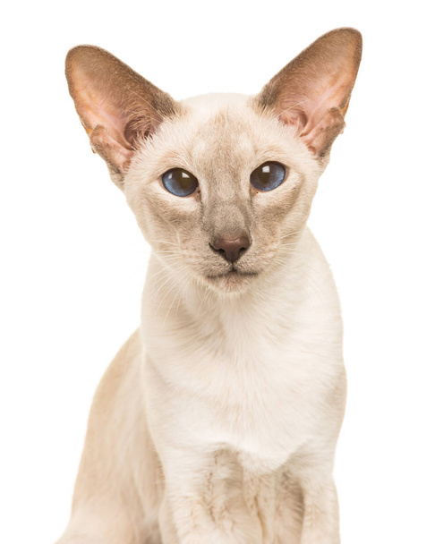 Retrato de un gato de taquigrafía oriental gris mirando cámara
  - Foto, Imagen