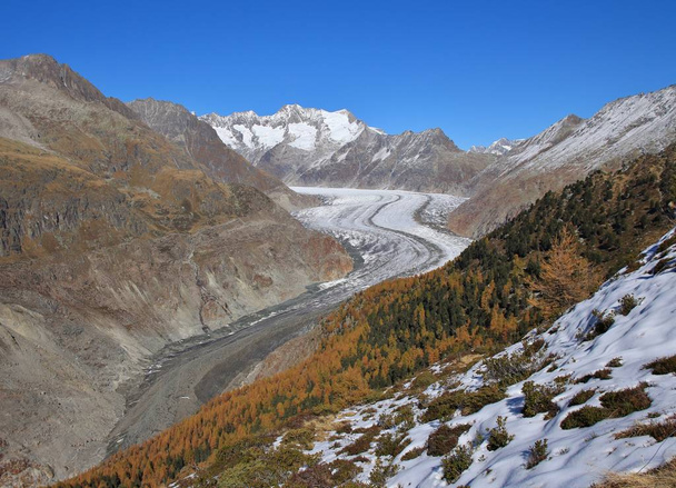 Escena de otoño en Suiza. Bosque de alerce dorado, glaciar Aletsch
 - Foto, Imagen