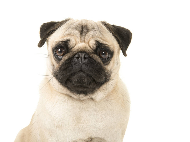 Portrait of a blond pug looking straight at the camera on a white background - Photo, Image