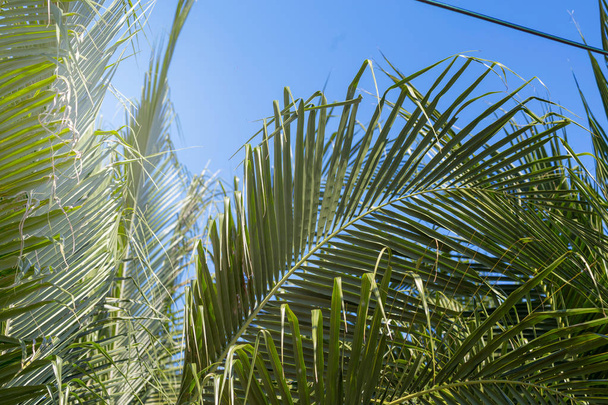 Palm leaves and sky - Fotoğraf, Görsel
