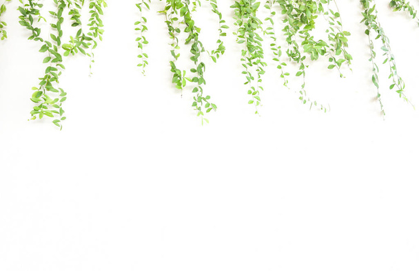 Cadre de plante grimpante isolé sur blanc
 - Photo, image
