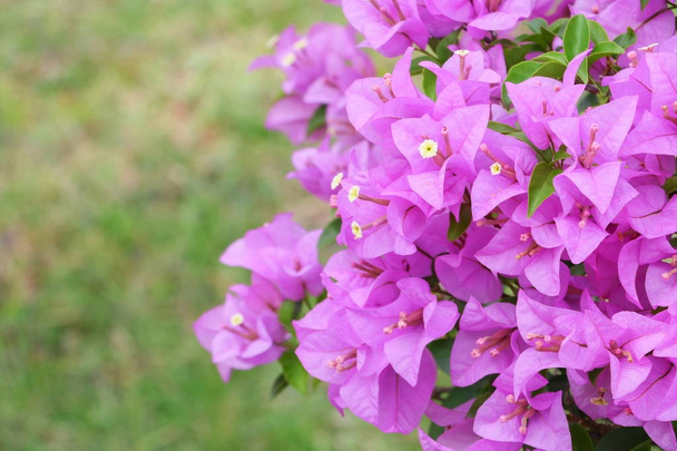 Fioletowy kwiat Bougainvillea, Zamknij się glabra Choisy piękny n - Zdjęcie, obraz