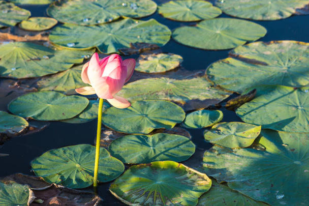 Lotosový květ květ na jezeře poblíž Almaty, Kazachstán. Beauti - Fotografie, Obrázek