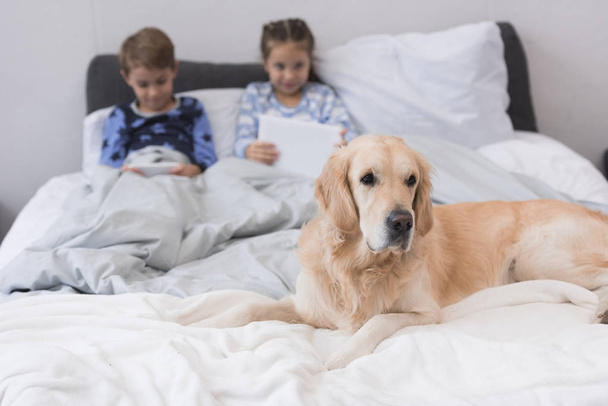Dog lying on bed with kids - Фото, изображение
