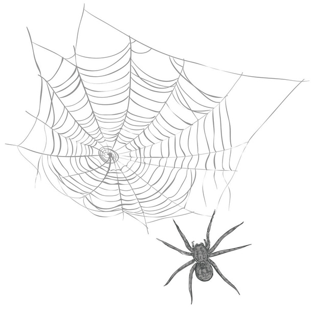 Μια αράχνη υφαίνει έναν ιστό αράχνης - Διάνυσμα, εικόνα