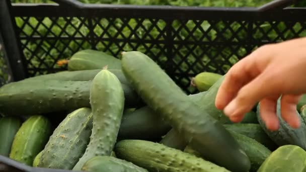 Ophopende komkommers in doos - Video