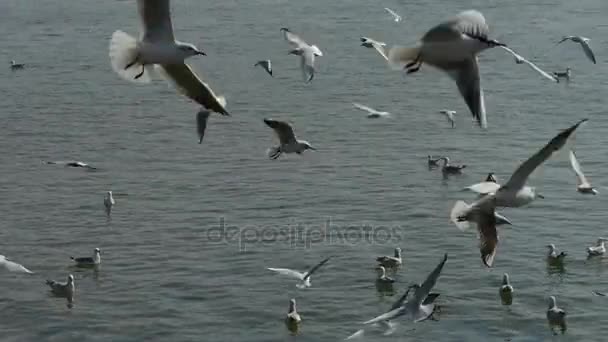 Tourists feeding flying seagulls on jetty.distant villages.Yachts ship boat & V - Footage, Video