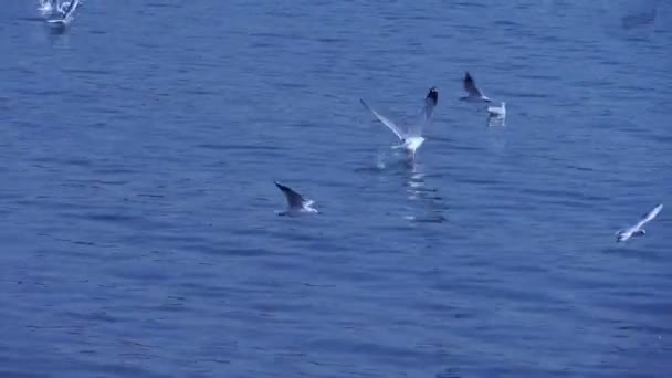Capture a seagull flying into flock.Many seagull flying in sea beach. - Footage, Video