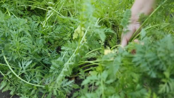 Pulling out carrots in the garden - Footage, Video