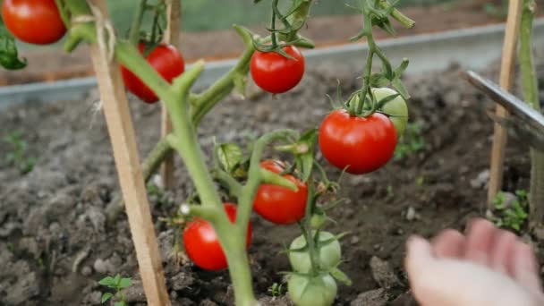 Tomaten im Gewächshaus schneiden - Filmmaterial, Video