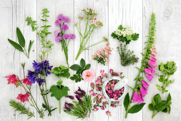 Seleção Medicinal de Ervas e Flores
 - Foto, Imagem