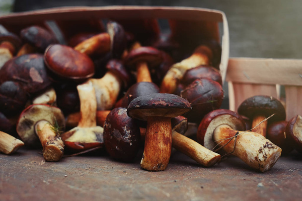 collected forest mushrooms in autumn, warm autumn photo - Foto, imagen