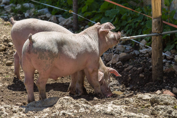 kleine Hausschweine, die ihren Durst aus einem Rohr in einem Bauernhof löschen - Foto, Bild