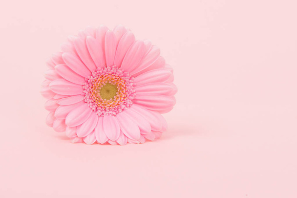 ピンクの背景に横たわっているピンクの菊の花 - 写真・画像