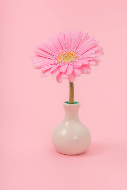 Pink blooming gerbera flower in a white vase on a soft pink background - Fotoğraf, Görsel