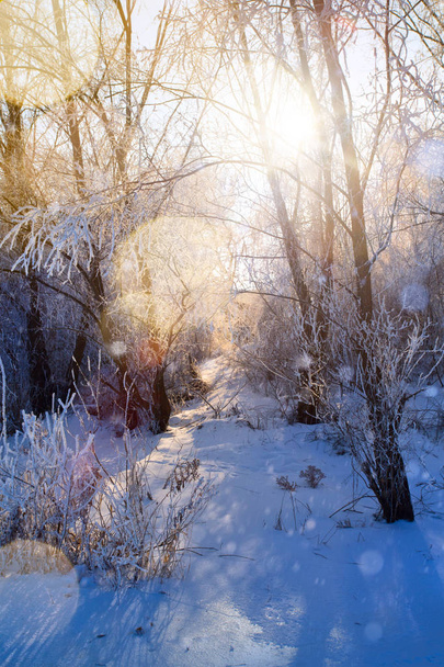 Karlı köknar ağaçları ile Noel arkaplanı - Fotoğraf, Görsel