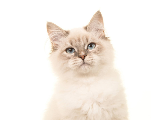 Portrait of a birman kitten cat with blue eyes on a white background - Foto, immagini