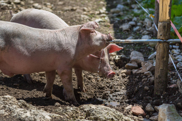 Маленькие домашние свиньи утоляют жажду из трубы на ферме
 - Фото, изображение