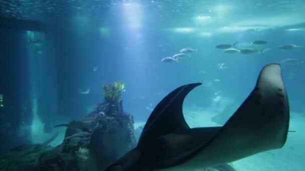 Víz alatti Manta Ray - Felvétel, videó
