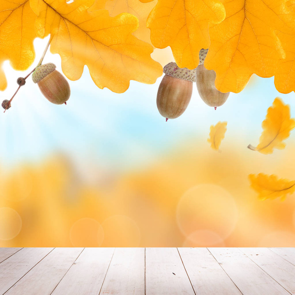 Herbst Hintergrund mit Herbst gelben Eichenblättern, Eicheln und weiß  - Foto, Bild