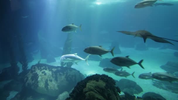 海底の深い背景 - 映像、動画