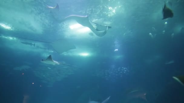 Sting Ray és Leopard cápa - Felvétel, videó