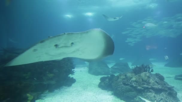 Víz alatti Sting ray - Felvétel, videó