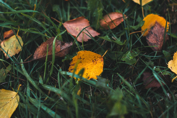 Herbsthintergrund. Trockenes Laub auf dem Boden mit verschwommenem Hintergrund. - Foto, Bild