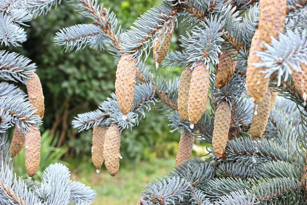 close up spruce - Photo, Image