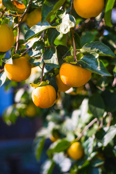 Persimmon fruits on a tree - Φωτογραφία, εικόνα