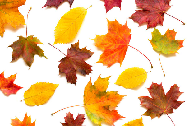 коллекция цветных осенних листьев на белом фоне
 - Фото, изображение