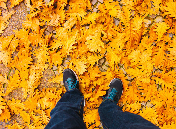 person is standing in yellow leafs - Photo, Image