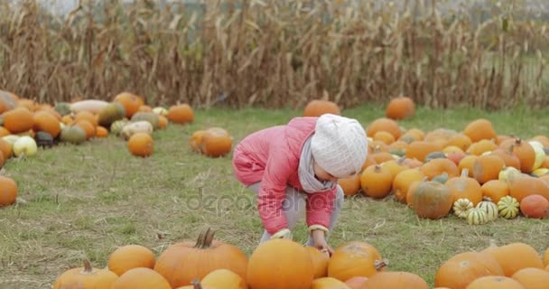 Bambino che raccoglie zucche in iarda
 - Filmati, video