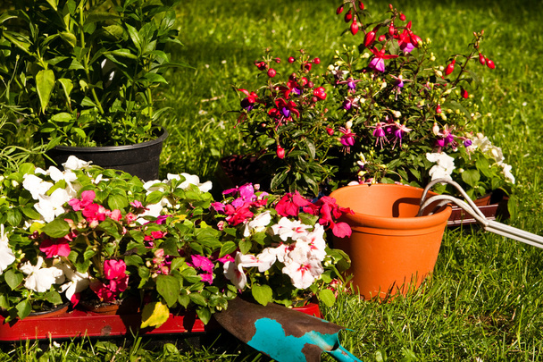 Gardening - Photo, Image