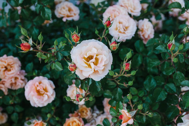 Πολλά όμορφα ροζ λουλούδια του τριαντάφυλλο στο φόντο των πράσινα φύλλα ανθίζουν το καλοκαίρι. - Φωτογραφία, εικόνα