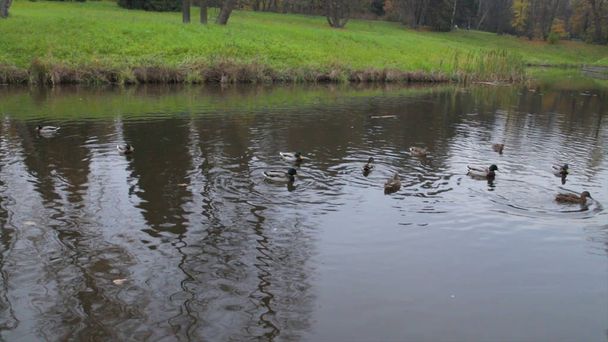πάπιες στο νερό σε λίμνη πάρκο της πόλης. άγρια πάπιες στη λίμνη. άγριες χήνες. πάπιες στο νερό την ημέρα. Πάπιες - Φωτογραφία, εικόνα