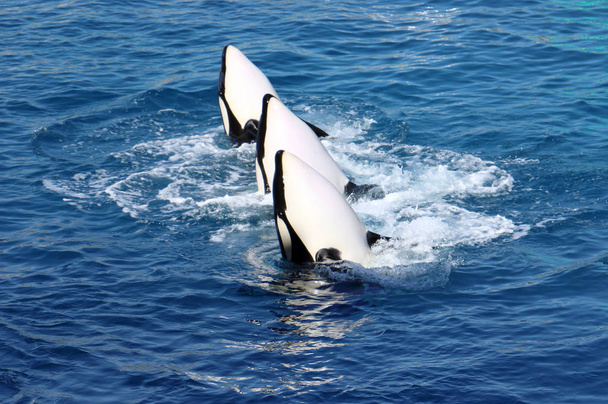 Φάλαινες δολοφόνων (Orcinus Orca) - Φωτογραφία, εικόνα