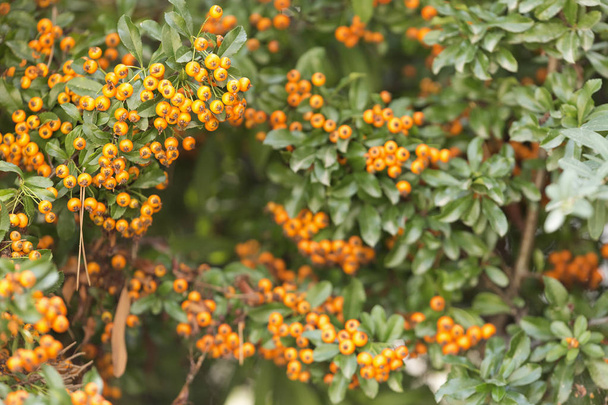 Yellow berries of shrubby pyracanthus - Photo, Image