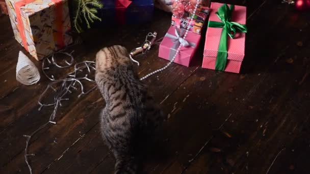 Γάτα κοντά στο χριστουγεννιάτικο δέντρο και τα δώρα - Πλάνα, βίντεο