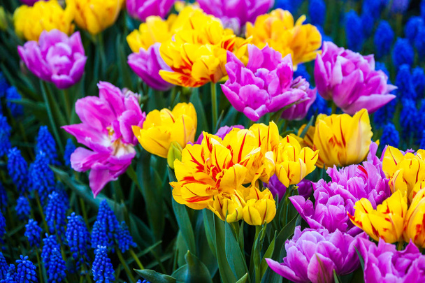 Colorful tulips in spring - Foto, afbeelding